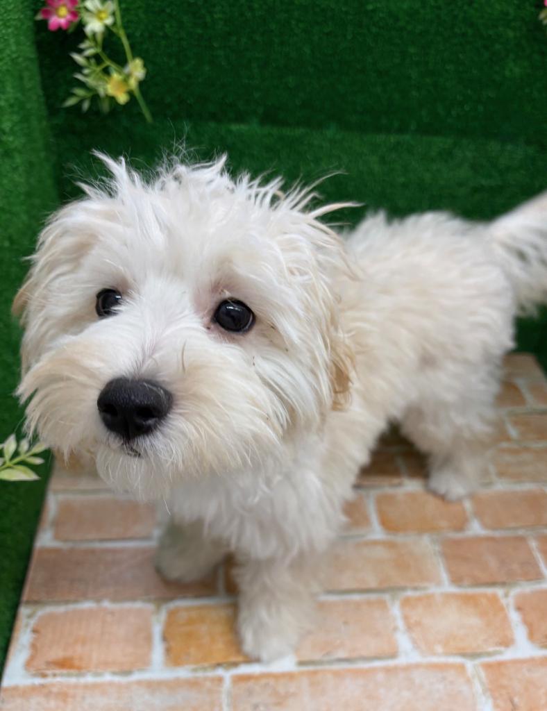 栃木県のマルプー(マルチーズ×プードル) (ペットアミ鹿沼店/2025年9月27日生まれ/女の子/アプリコット)の子犬の1枚目の画像