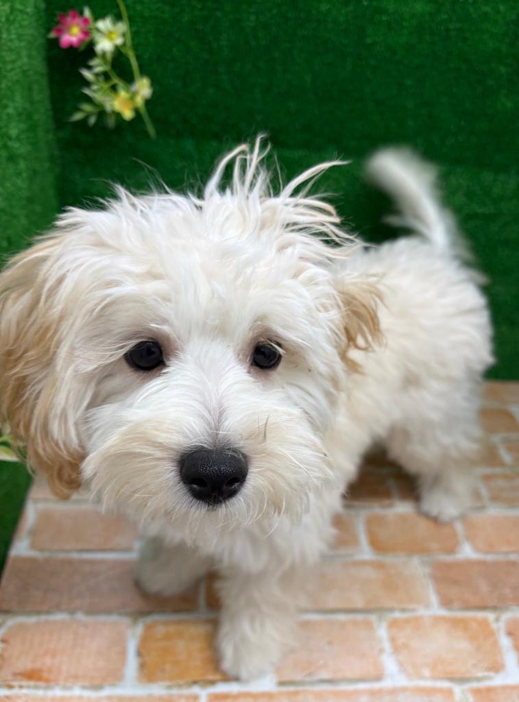 栃木県のマルプー(マルチーズ×プードル) (ペットアミ鹿沼店/2025年9月27日生まれ/女の子/アプリコット)の子犬の2枚目の画像