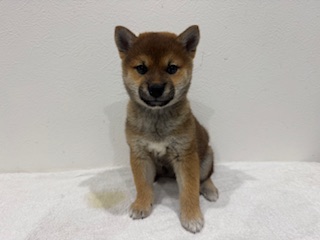 茨城県の柴犬(標準サイズ) (犬の牧場/2025年9月27日生まれ/男の子/赤)の子犬