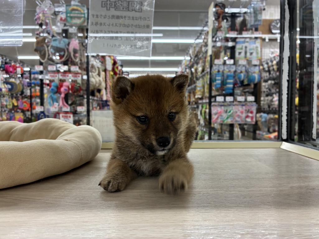 北海道の豆柴 (ジャパンペッツトレーディング新発寒店/2025年10月24日生まれ/女の子/赤)の子犬