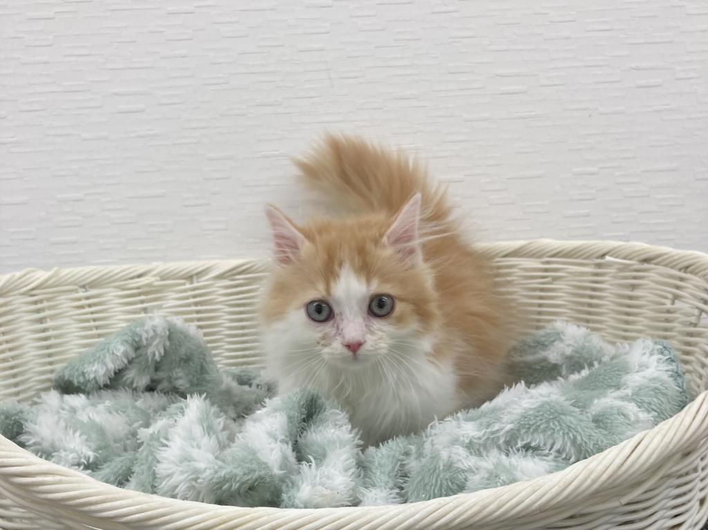 埼玉県のミヌエット (OneBuddy宮代店/2025年10月20日生まれ/男の子/レッドタビーホワイト)の子猫の1枚目の画像