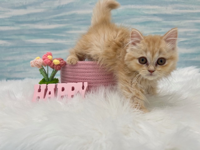 茨城県のマンチカン (OneBuddy水戸南店/2025年9月20日生まれ/男の子/クリームタビー)の子猫