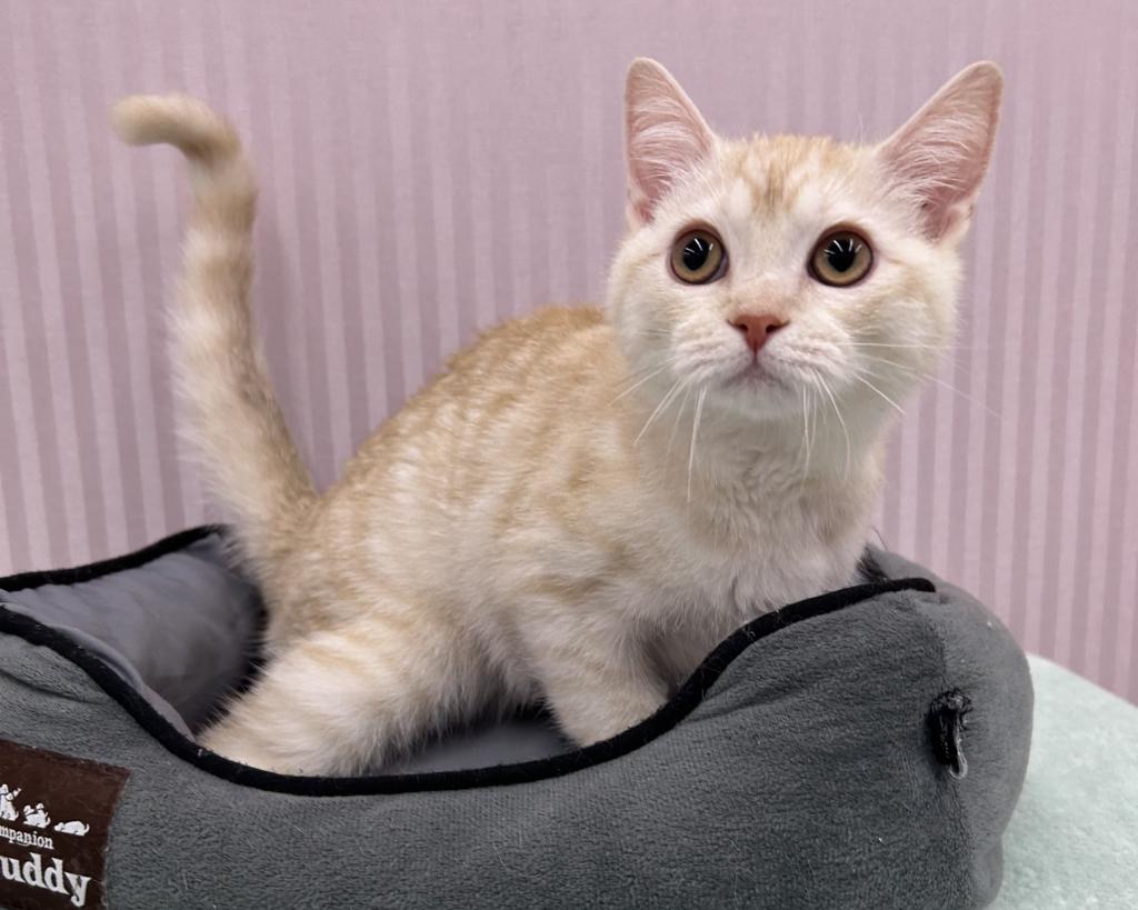 埼玉県のマンチカン (OneBuddy南越谷店/2025年8月30日生まれ/男の子/クリームタビーホワイト)の子猫の1枚目の画像