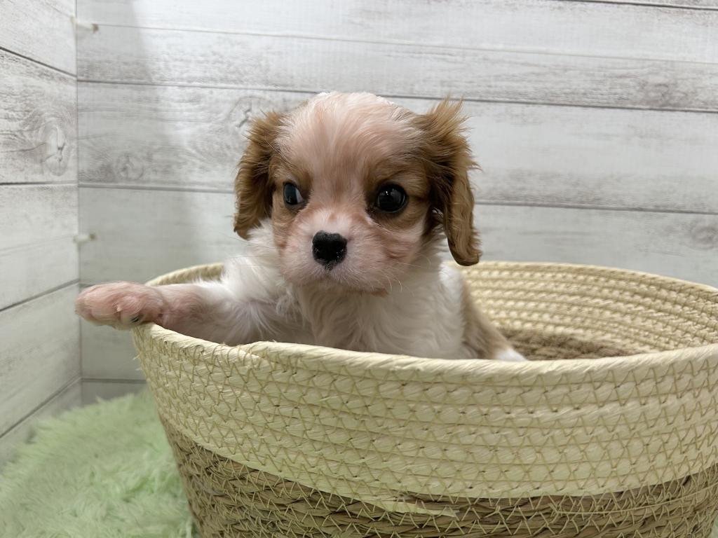 茨城県のキャバリアキングチャールズスパニエル (OneBuddyトモニーつくば店/2025年10月9日生まれ/男の子/ブレンハイム)の子犬の2枚目の画像