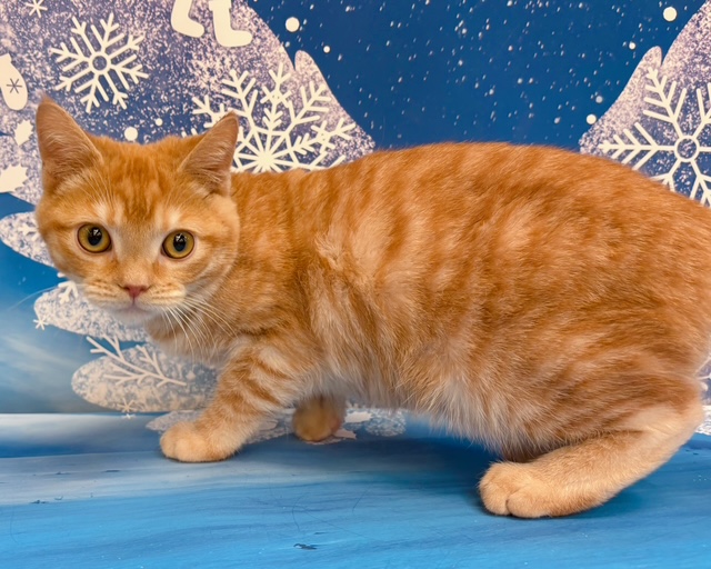 千葉県のマンチカン (ペッツワン木更津金田店/2025年8月28日生まれ/男の子/レッドタビー)の子猫の1枚目の画像