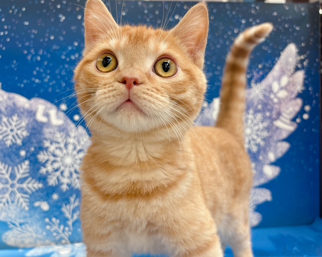 千葉県のマンチカン (ペッツワン木更津金田店/2025年8月28日生まれ/男の子/レッドタビー)の子猫の2枚目の画像