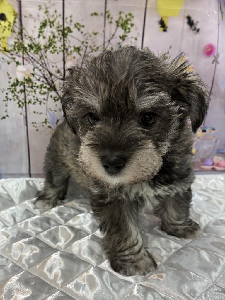 北海道のハーフ犬・ミックス犬 (ジャパンペッツトレーディング伏古店/2025年9月14日生まれ/女の子/その他色)の子犬