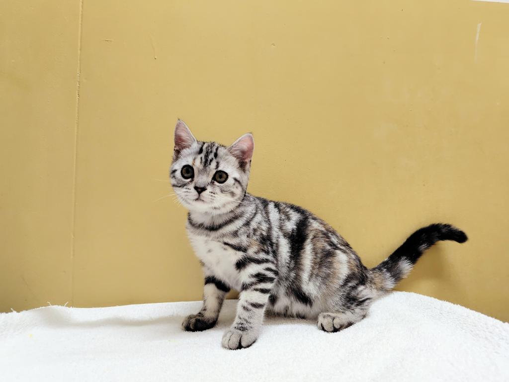 茨城県のアメリカンショートヘアー (OneBuddyトモニー水戸店/2025年9月4日生まれ/女の子/シルバーパッチドタビー)の子猫の2枚目の画像