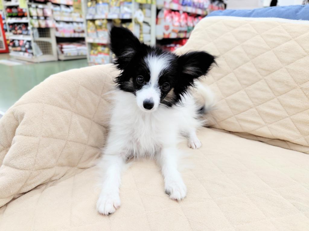 茨城県のパピヨン (OneBuddyトモニー水戸店/2025年9月10日生まれ/女の子/トライカラー)の子犬の2枚目の画像