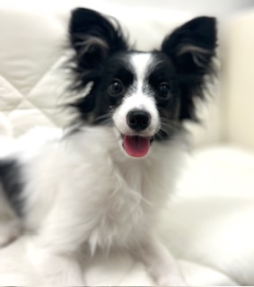 茨城県のパピヨン (ペッツワン石岡玉里店/2025年9月10日生まれ/女の子/トライカラー)の子犬の3枚目の画像