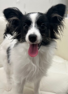 茨城県のパピヨン (ペッツワン石岡玉里店/2025年9月10日生まれ/女の子/トライカラー)の子犬の4枚目の画像