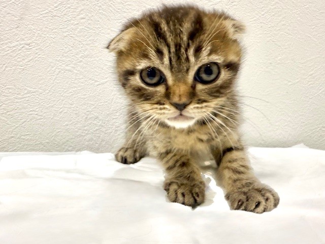 茨城県のスコティッシュフォールド (犬の牧場/2025年8月26日生まれ/男の子/ブラウンタビー)の子猫
