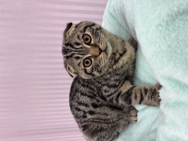 埼玉県のスコティッシュフォールド (OneBuddy南越谷店/2025年8月26日生まれ/男の子/ブラウンタビー)の子猫の1枚目の画像