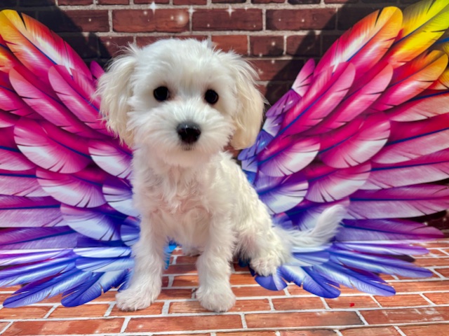 栃木県のハーフ犬・ミックス犬 (ペッツワン小山店/2025年9月12日生まれ/女の子/その他色)の子犬の3枚目の画像