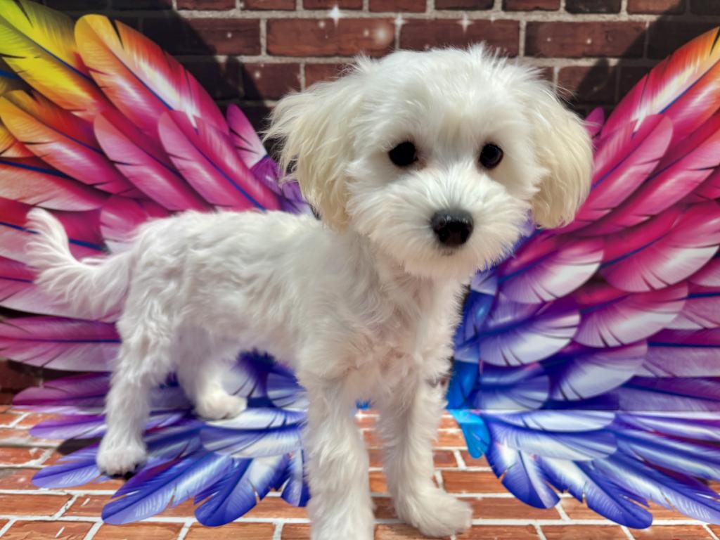 栃木県のハーフ犬・ミックス犬 (ペッツワン小山店/2025年9月12日生まれ/女の子/その他色)の子犬の4枚目の画像