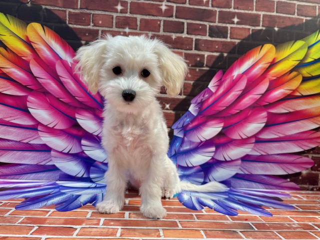 栃木県のハーフ犬・ミックス犬 (ペッツワン小山店/2025年9月12日生まれ/女の子/その他色)の子犬の3枚目の画像