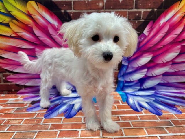 栃木県のハーフ犬・ミックス犬 (ペッツワン小山店/2025年9月12日生まれ/女の子/その他色)の子犬の4枚目の画像