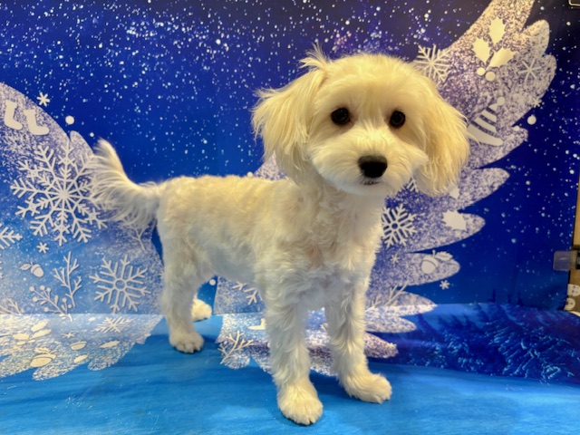 栃木県のマルプー(マルチーズ×プードル) (ペッツワン小山店/2025年9月12日生まれ/女の子/その他色)の子犬の1枚目の画像