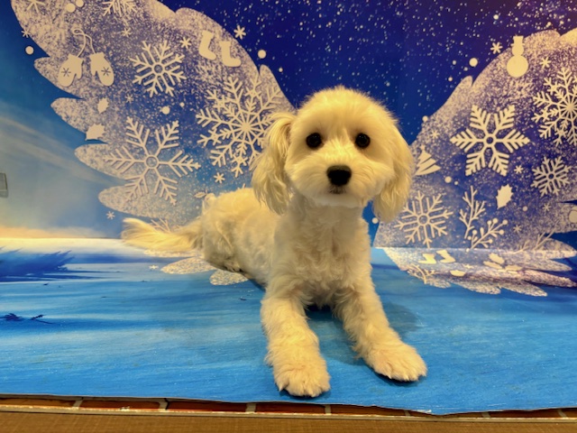 栃木県のマルプー(マルチーズ×プードル) (ペッツワン小山店/2025年9月12日生まれ/女の子/その他色)の子犬の2枚目の画像