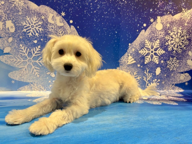 栃木県のマルプー(マルチーズ×プードル) (ペッツワン小山店/2025年9月12日生まれ/女の子/その他色)の子犬の3枚目の画像