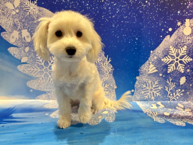 栃木県のマルプー(マルチーズ×プードル) (ペッツワン小山店/2025年9月12日生まれ/女の子/その他色)の子犬の4枚目の画像