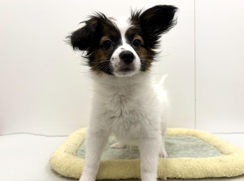 栃木県のパピヨン (ペッツワン宇都宮平出店/2025年9月4日生まれ/女の子/ホワイトブラウン)の子犬の1枚目の画像