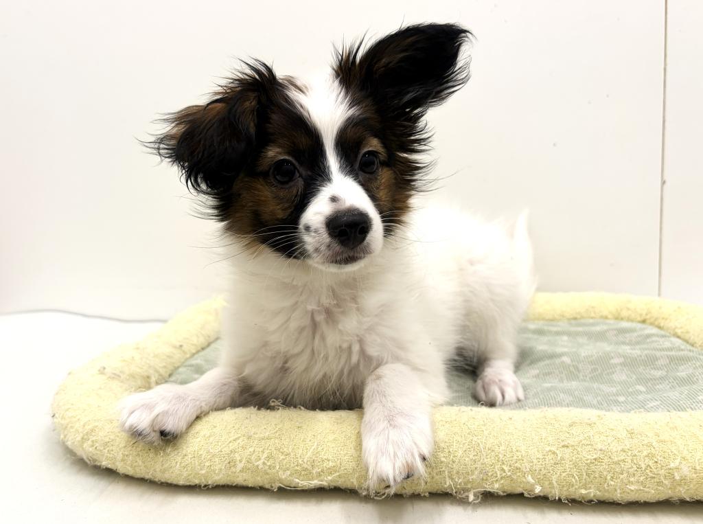 栃木県のパピヨン (ペッツワン宇都宮平出店/2025年9月4日生まれ/女の子/ホワイトブラウン)の子犬の2枚目の画像