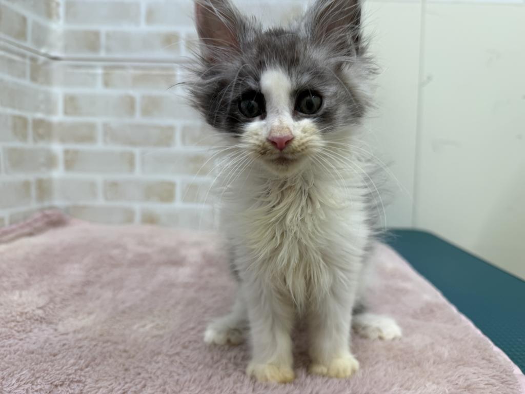 栃木県のメインクーン (ペッツワン足利大月店/2025年8月13日生まれ/男の子/シルバータビーホワイト)の子猫