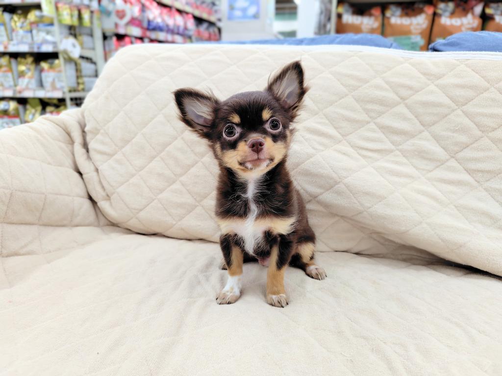 茨城県のチワワ(ロング) (OneBuddyトモニー水戸店/2025年9月13日生まれ/男の子/チョコレートタンホワイト)の子犬の2枚目の画像