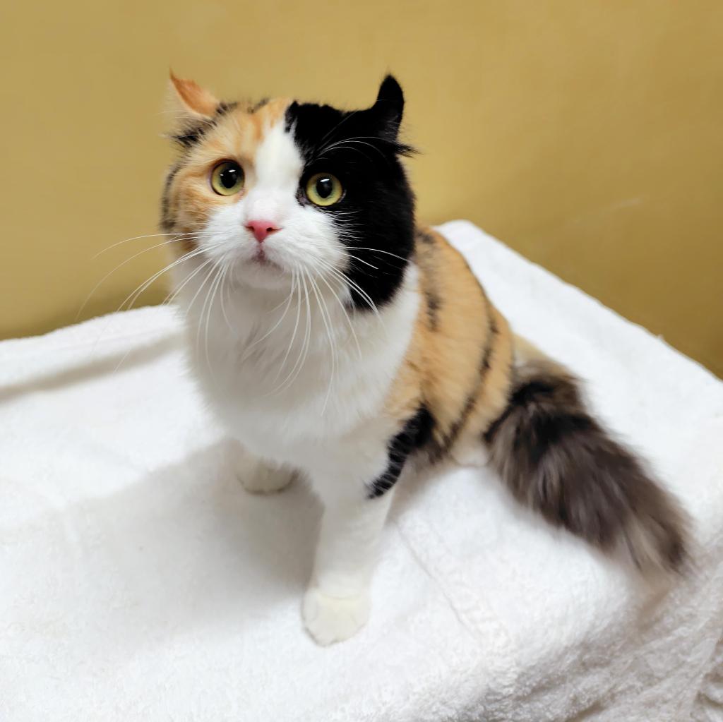 茨城県のアメリカンカール (OneBuddyトモニー水戸店/2025年9月7日生まれ/女の子/キャリコ)の子猫の3枚目の画像