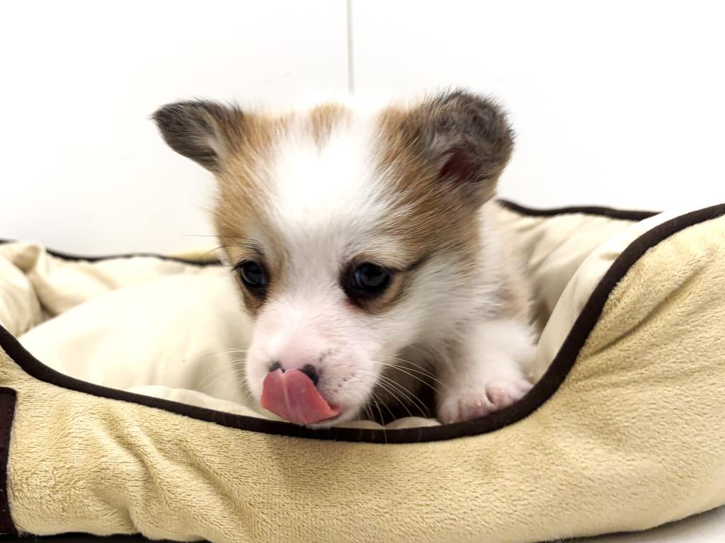 栃木県のウェルシュコーギーペンブローク (ペッツワン宇都宮平出店/2025年10月3日生まれ/男の子/レッドホワイト)の子犬の4枚目の画像