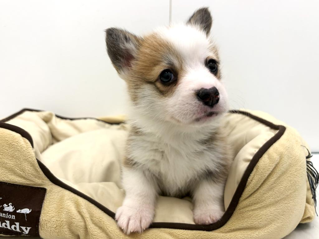 栃木県のウェルシュコーギーペンブローク (ペッツワン宇都宮平出店/2025年10月3日生まれ/男の子/レッドホワイト)の子犬の3枚目の画像