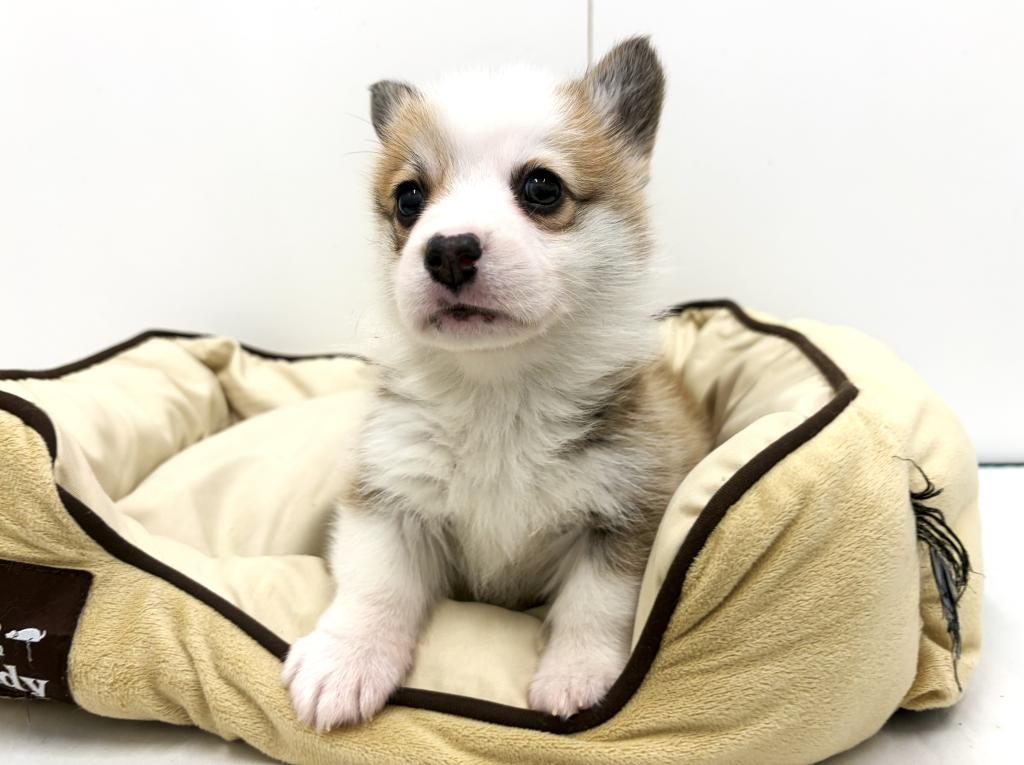 栃木県のウェルシュコーギーペンブローク (ペッツワン宇都宮平出店/2025年10月3日生まれ/男の子/レッドホワイト)の子犬の2枚目の画像