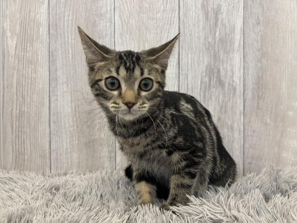 埼玉県のアメリカンショートヘアー (ペットプラザ越谷大里店/2025年9月10日生まれ/男の子/ブラウンタビー)の子猫の3枚目の画像