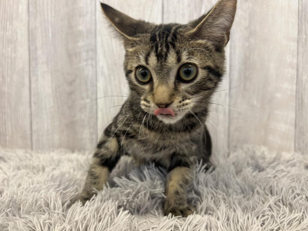 埼玉県のアメリカンショートヘアー (ペットプラザ越谷大里店/2025年9月10日生まれ/男の子/ブラウンタビー)の子猫の4枚目の画像