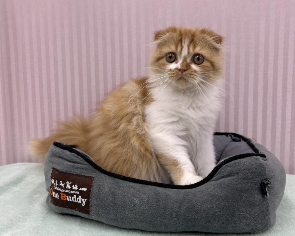 埼玉県のスコティッシュフォールド (OneBuddy南越谷店/2025年9月27日生まれ/男の子/レッドホワイト)の子猫の1枚目の画像