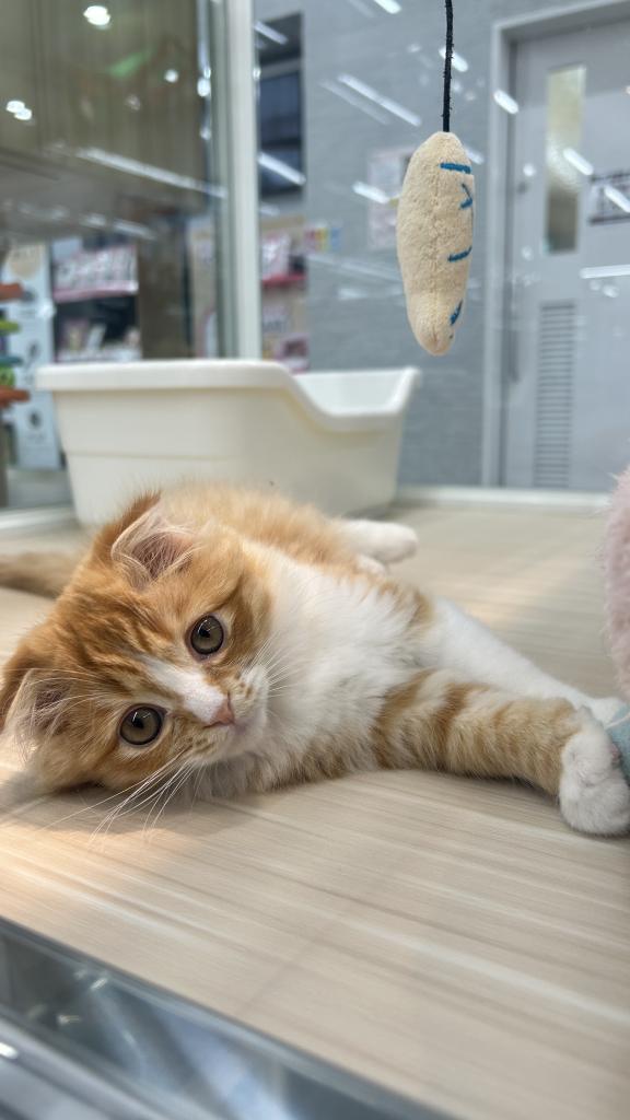 北海道のスコティッシュフォールド (ジャパンペッツトレーディング釧路店/2025年9月6日生まれ/女の子/レッドタビーホワイト)の子猫