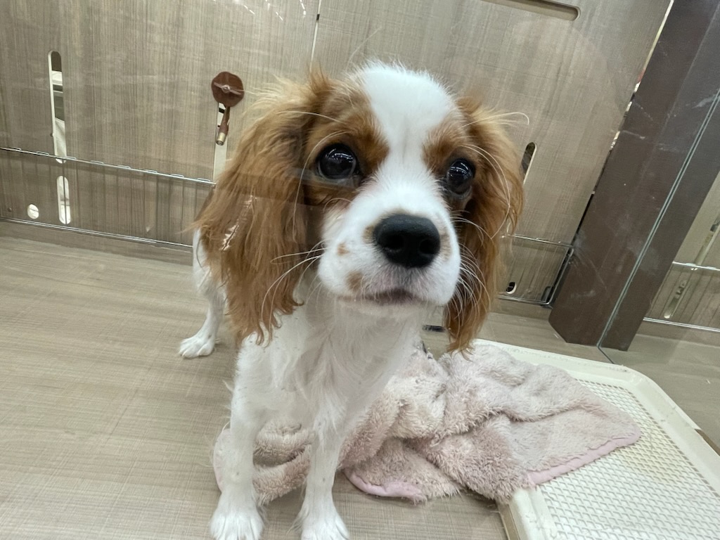 栃木県のキャバリアキングチャールズスパニエル (ペッツワン足利大月店/2025年10月9日生まれ/女の子/ブレンハイム)の子犬