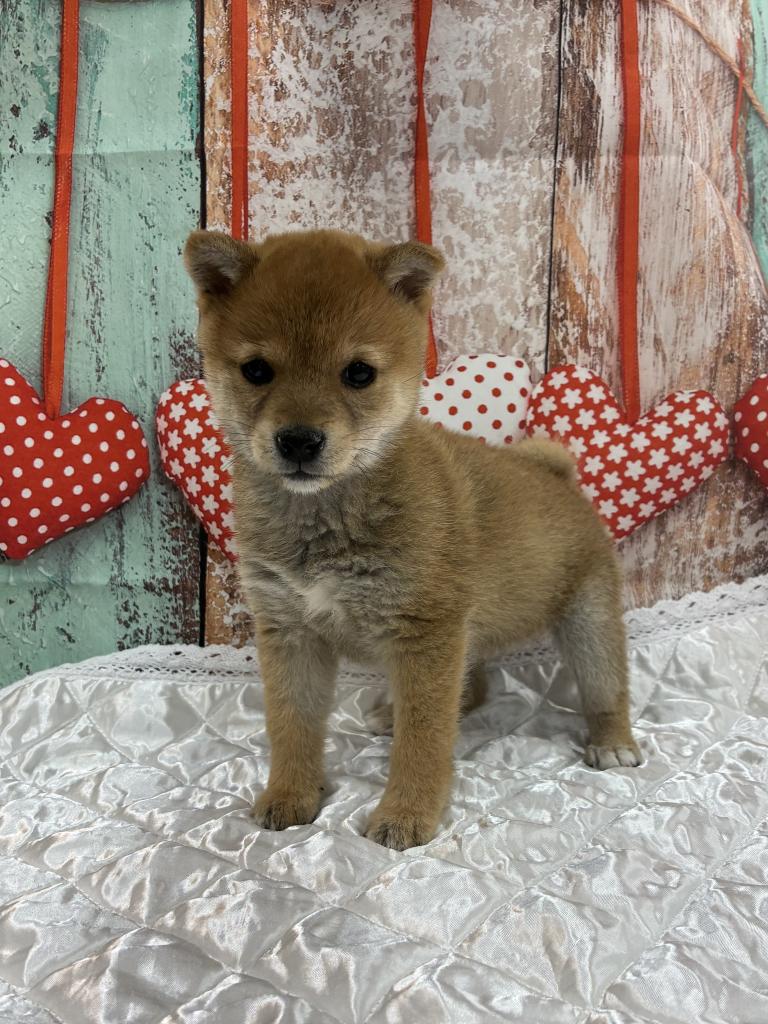 北海道のハーフ犬・ミックス犬 (ジャパンペッツトレーディング伏古店/2025年9月26日生まれ/女の子/その他色)の子犬