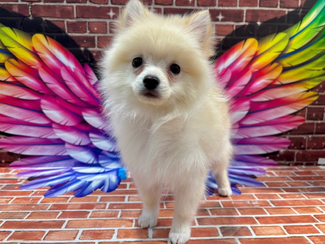 栃木県のポメラニアン (ペッツワン小山店/2025年10月10日生まれ/女の子/クリーム)の子犬の1枚目の画像