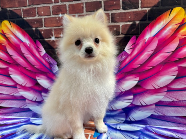 栃木県のポメラニアン (ペッツワン小山店/2025年10月10日生まれ/女の子/クリーム)の子犬の2枚目の画像