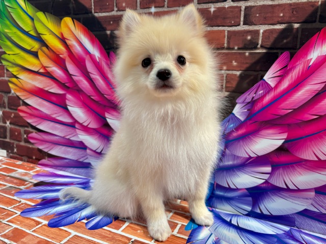 栃木県のポメラニアン (ペッツワン小山店/2025年10月10日生まれ/女の子/クリーム)の子犬の3枚目の画像