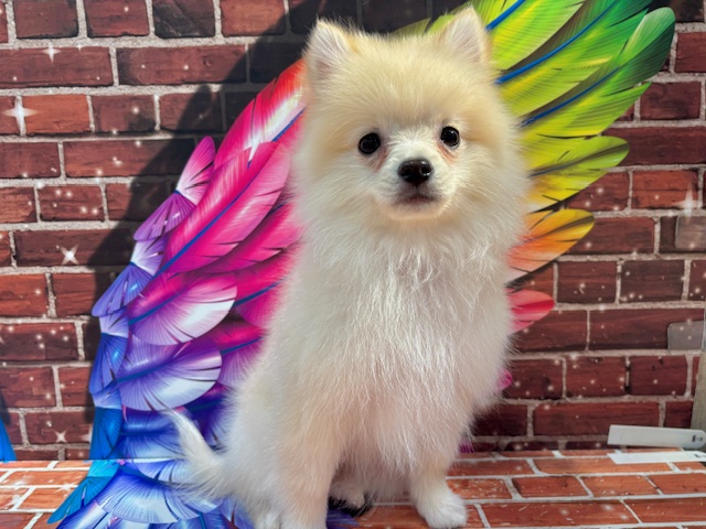 栃木県のポメラニアン (ペッツワン小山店/2025年10月10日生まれ/女の子/クリーム)の子犬の4枚目の画像