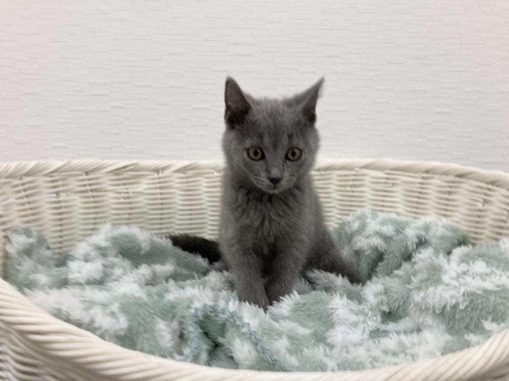 埼玉県のシャルトリュー (OneBuddy宮代店/2025年10月8日生まれ/男の子/ブルー)の子猫の2枚目の画像
