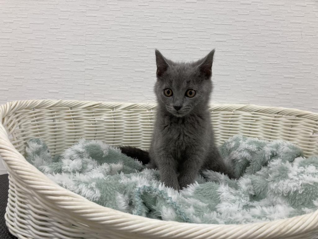 埼玉県のシャルトリュー (OneBuddy宮代店/2025年10月8日生まれ/男の子/ブルー)の子猫の3枚目の画像