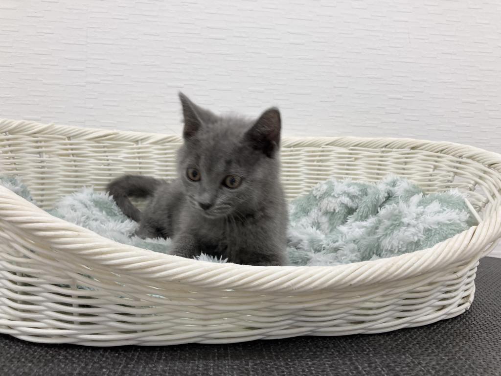 埼玉県のシャルトリュー (OneBuddy宮代店/2025年10月8日生まれ/男の子/ブルー)の子猫の4枚目の画像