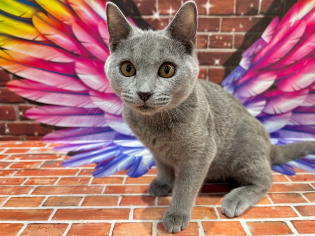 栃木県のシャルトリュー (ペッツワン小山店/2025年10月8日生まれ/男の子/ブルー)の子猫の1枚目の画像