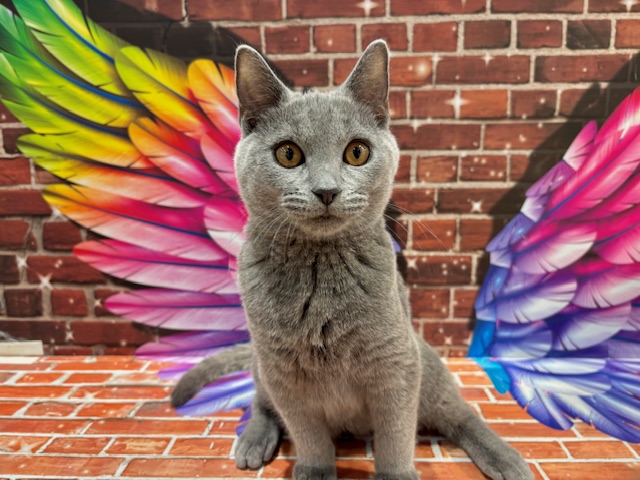 栃木県のシャルトリュー (ペッツワン小山店/2025年10月8日生まれ/男の子/ブルー)の子猫の3枚目の画像