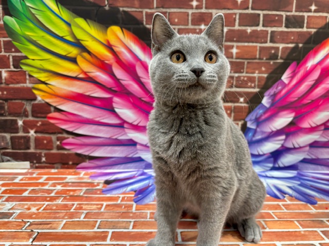 栃木県のシャルトリュー (ペッツワン小山店/2025年10月8日生まれ/男の子/ブルー)の子猫の4枚目の画像