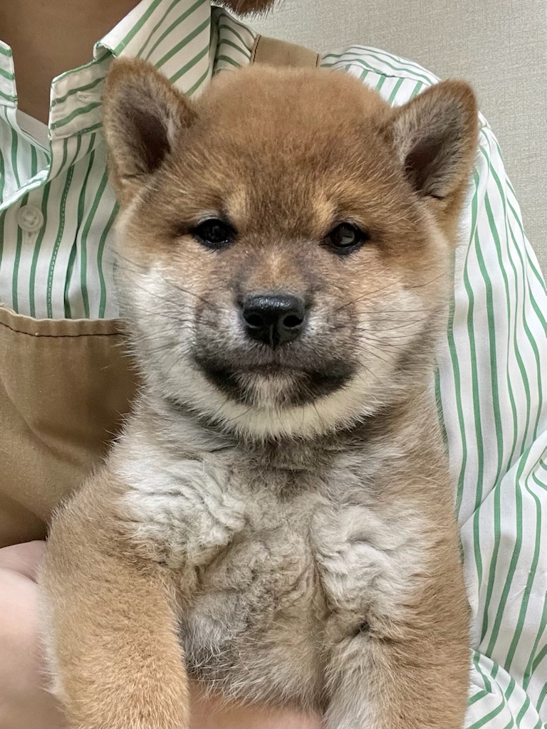 静岡県の柴犬(標準サイズ) (ペットアミ吉田店/2025年10月4日生まれ/男の子/赤)の子犬